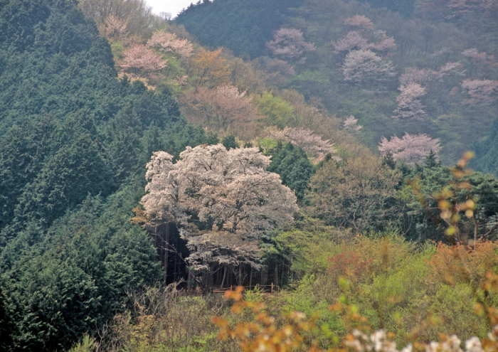 龍ヶ谷のヤマザクラ