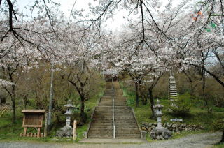 （写真）弘法山の桜の様子