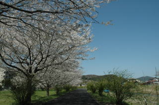 （写真）いこいの広場の桜の様子