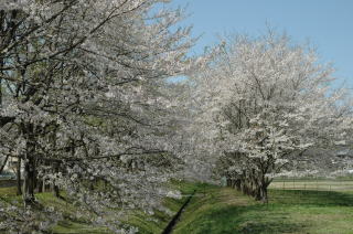 （写真）運動公園の桜の様子