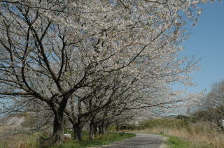 （写真）運動公園の桜の様子