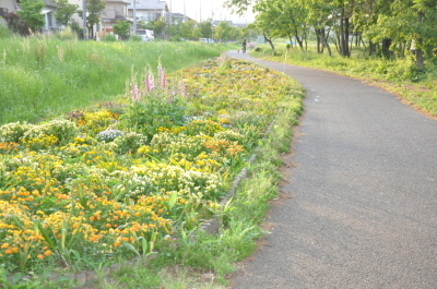 越辺川遊歩道と田園コース2