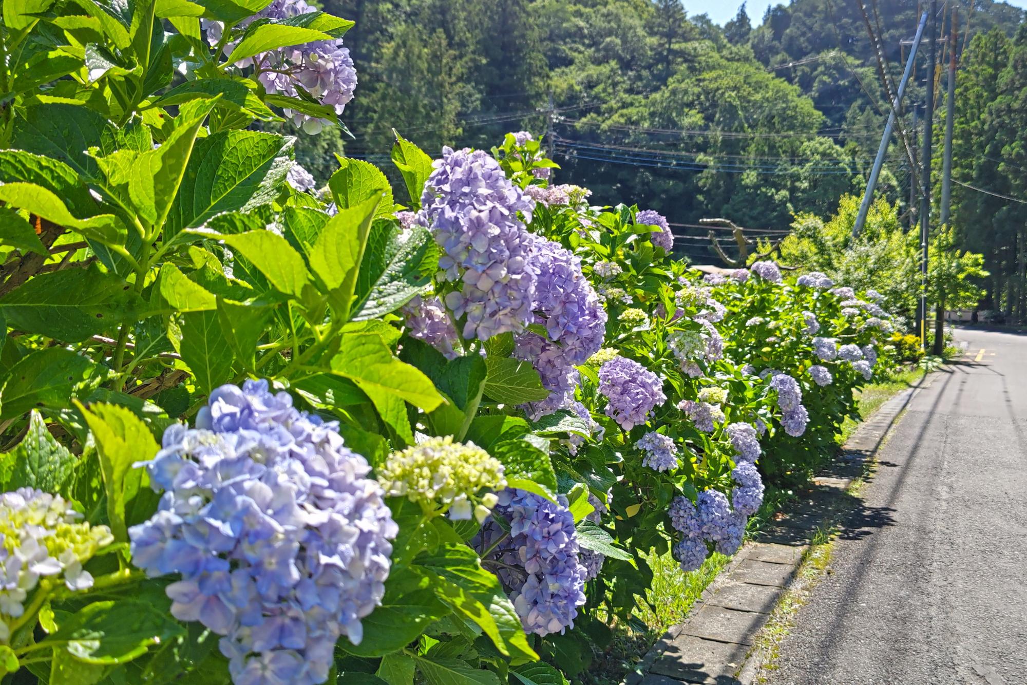 令和7年月例ハイキング 6月コースイメージ(あじさい街道)