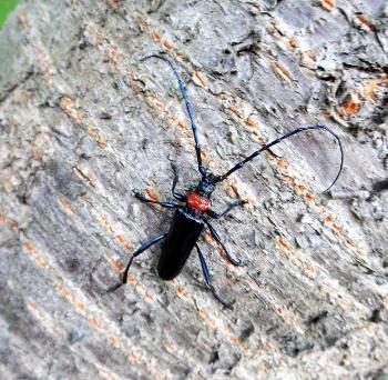 クビアカツヤカミキリの成虫