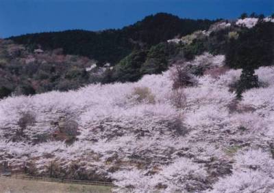 さくらの山公園