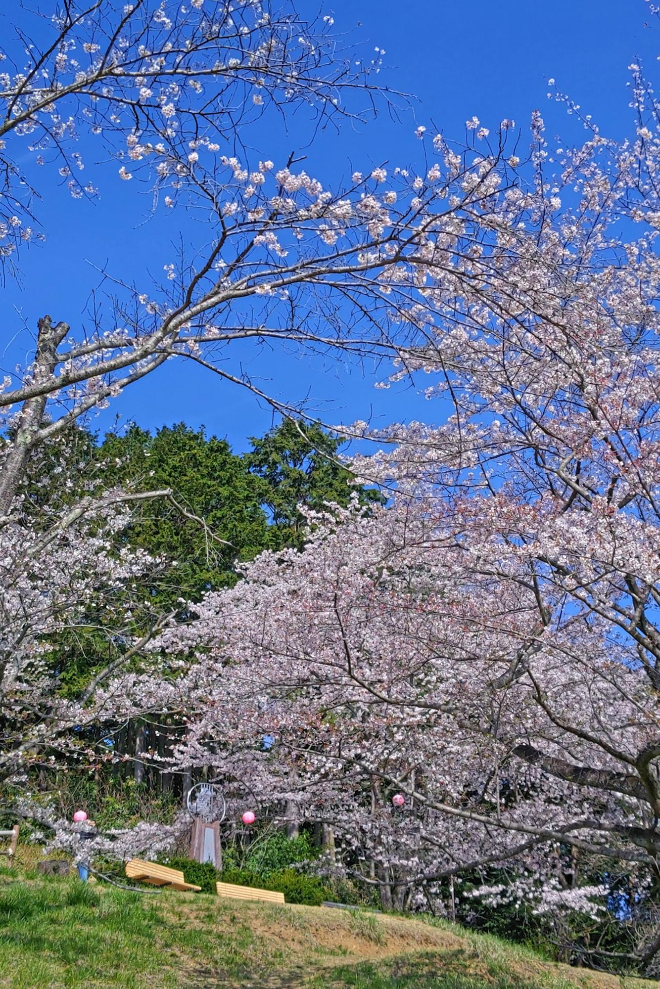 令和7年月例ハイキング 4月コースイメージ(さくらの山公園)