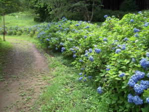 さくらの山公園のあじさい