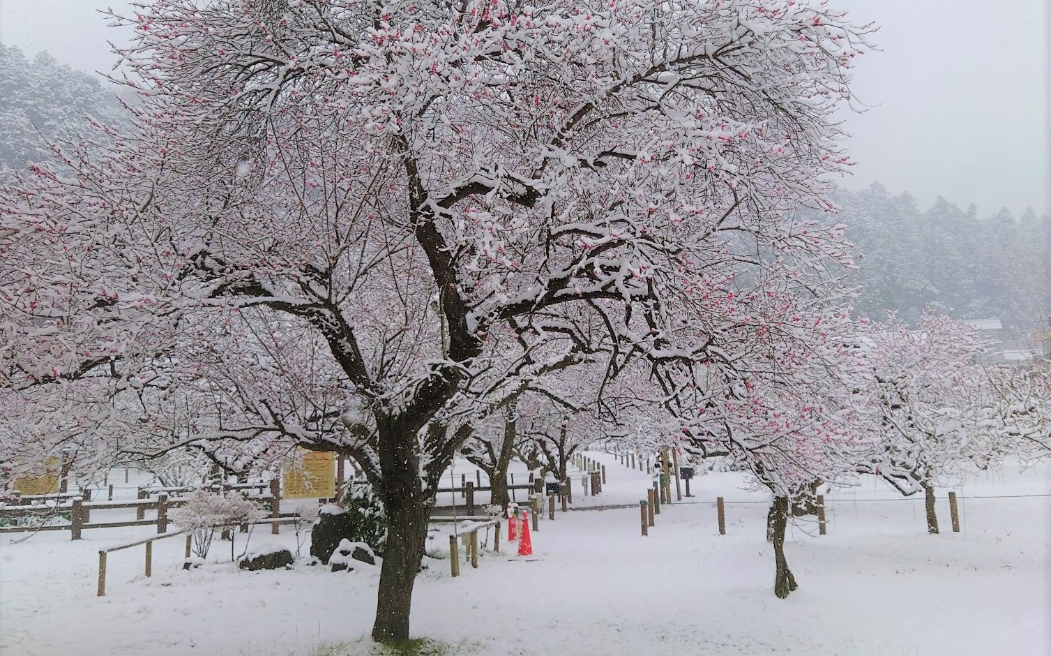 雪の梅