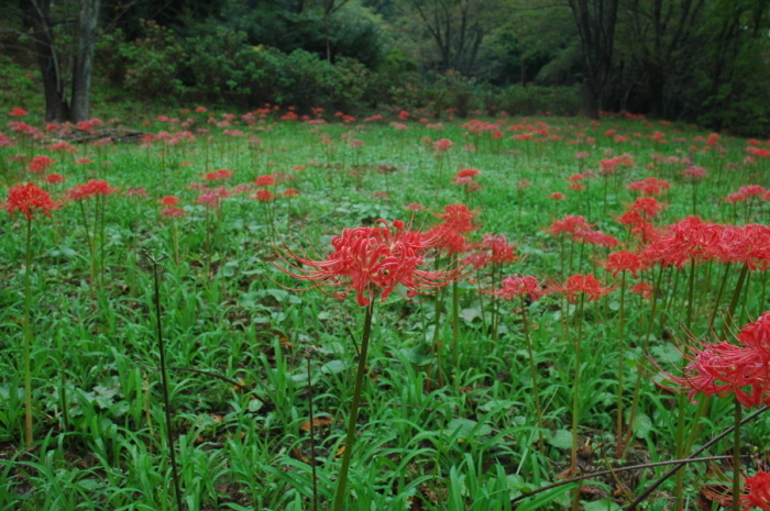 (写真)曼珠沙華トップ01