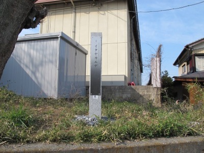 イタヤカエデ