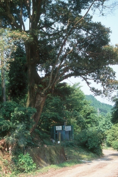 篠葉の池