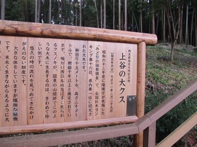 上谷の大クスノキ