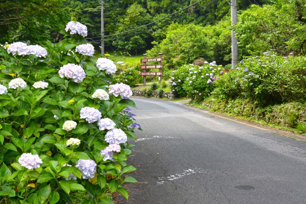 あじさい道路