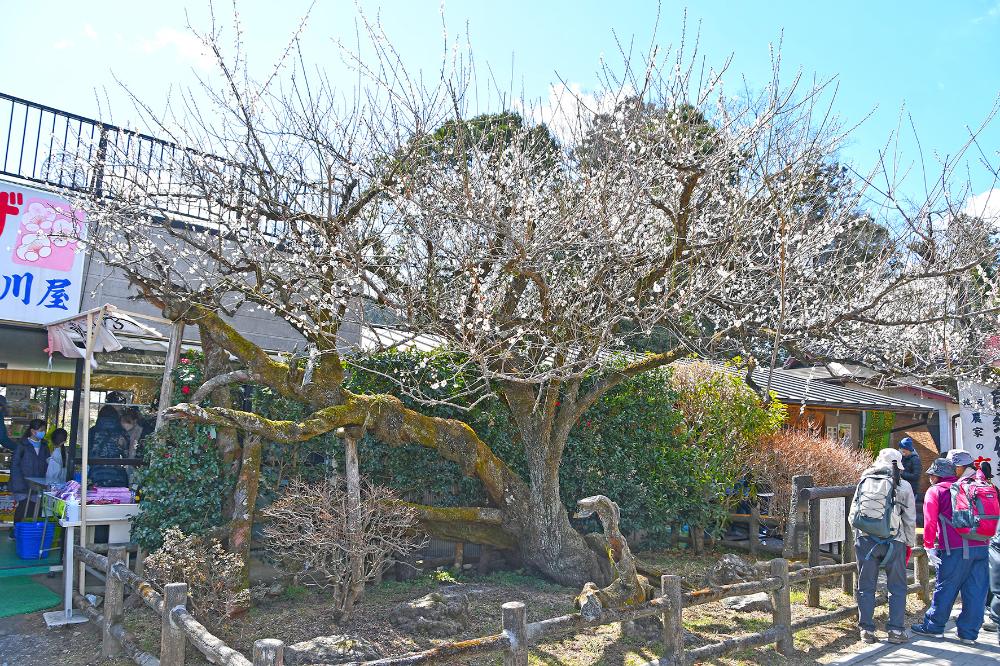 越生梅林（魁雪）