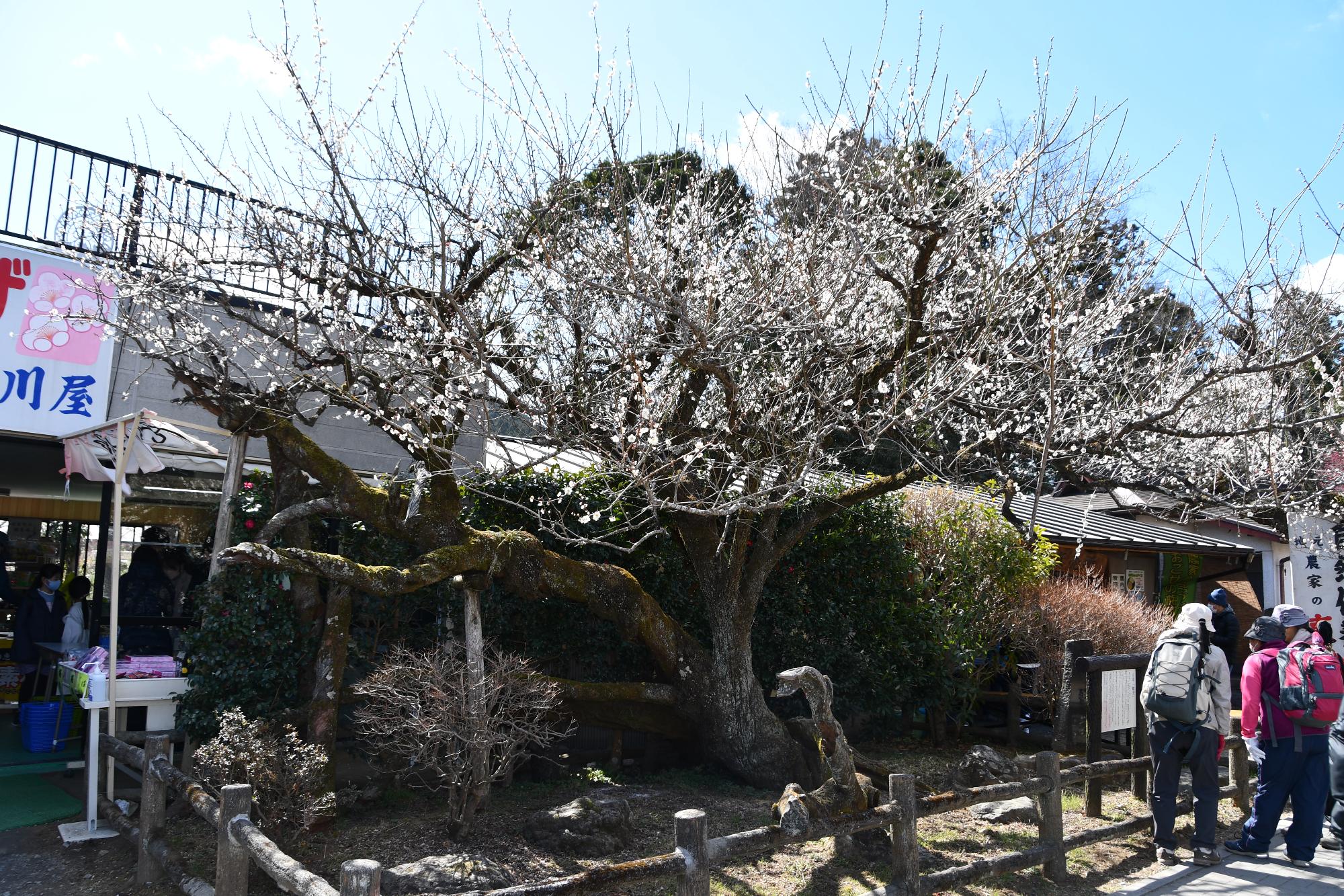 魁雪