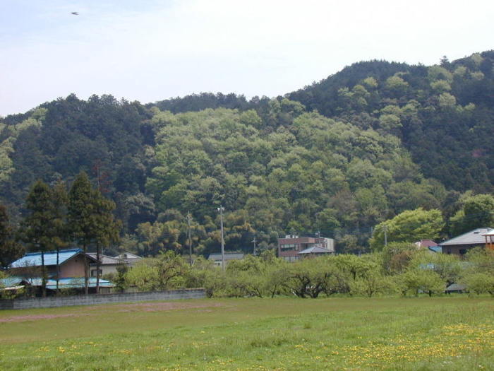 梅園神社のスダジイ