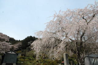 （写真）五大尊の桜の様子