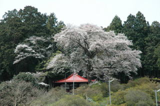（写真）五大尊の桜の様子