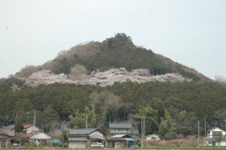 （写真）弘法山の桜の様子
