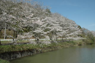 （写真）学頭沼の桜の様子