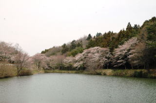 （写真）学頭沼の桜の様子