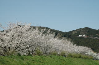 （写真）いこいの広場の桜の様子