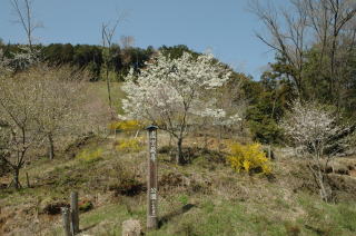 （写真）虚空蔵尊さくら公園の桜の様子
