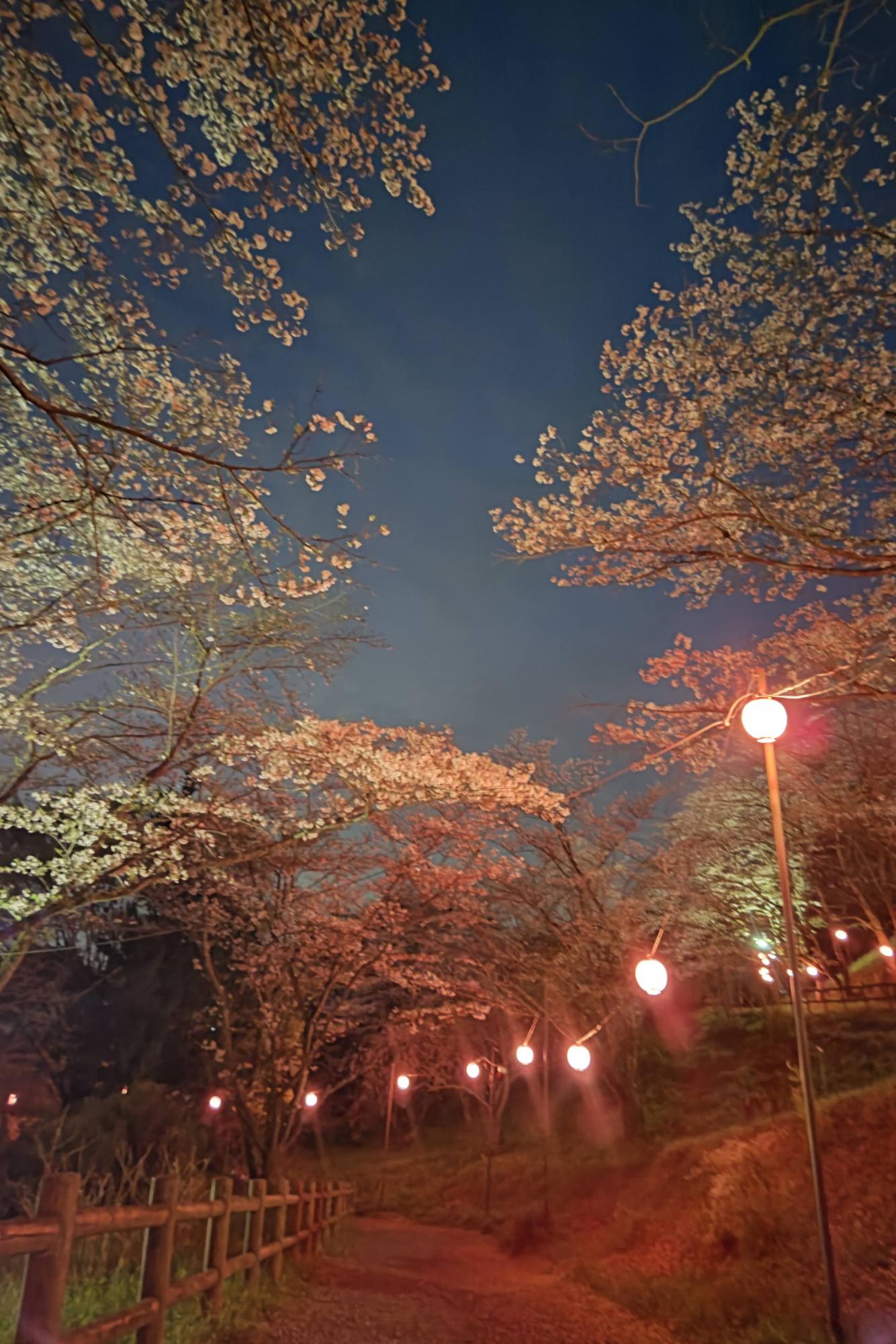 さくらの山　ライトアップ