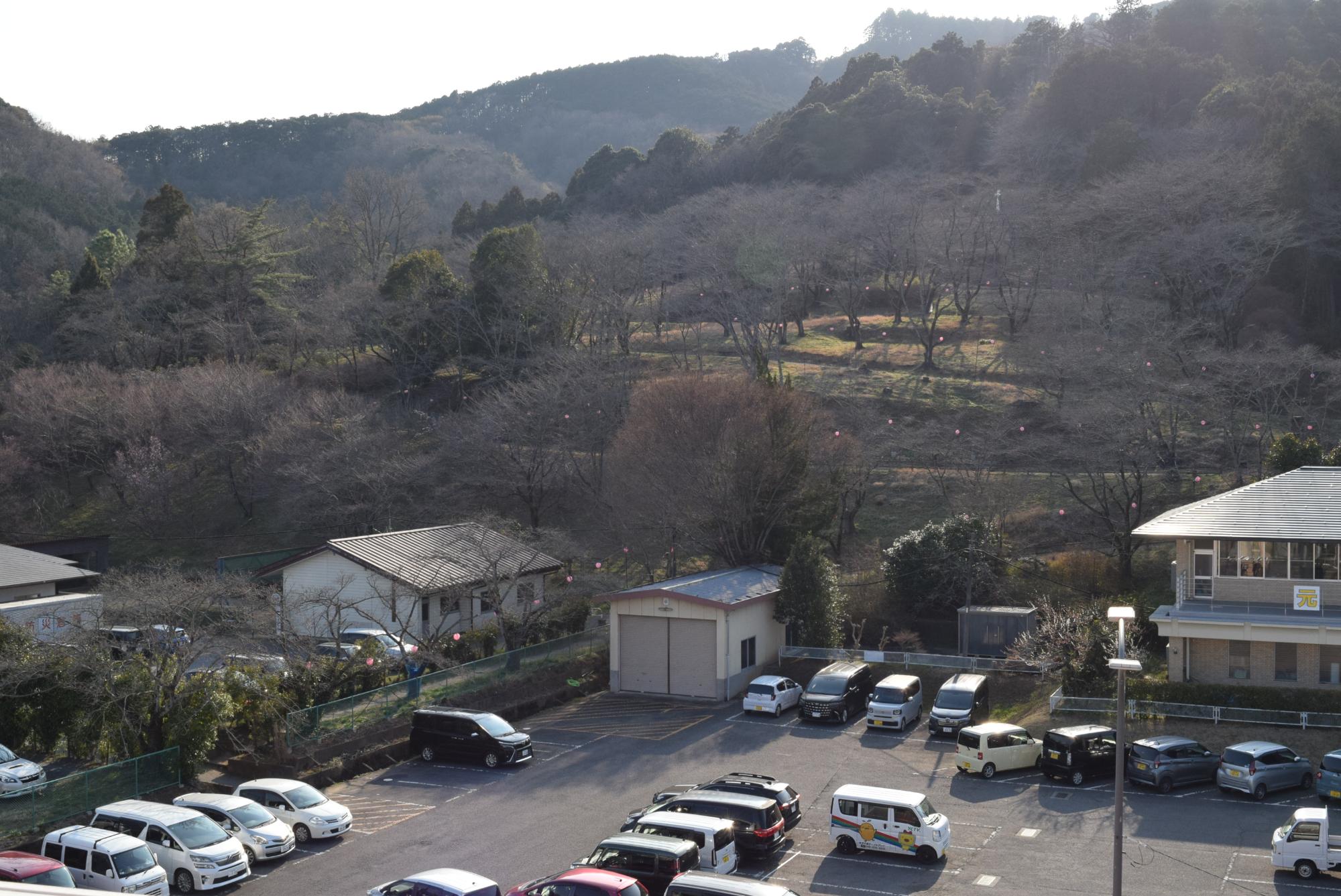 令和8年3月17日　さくらの山公園開花状況