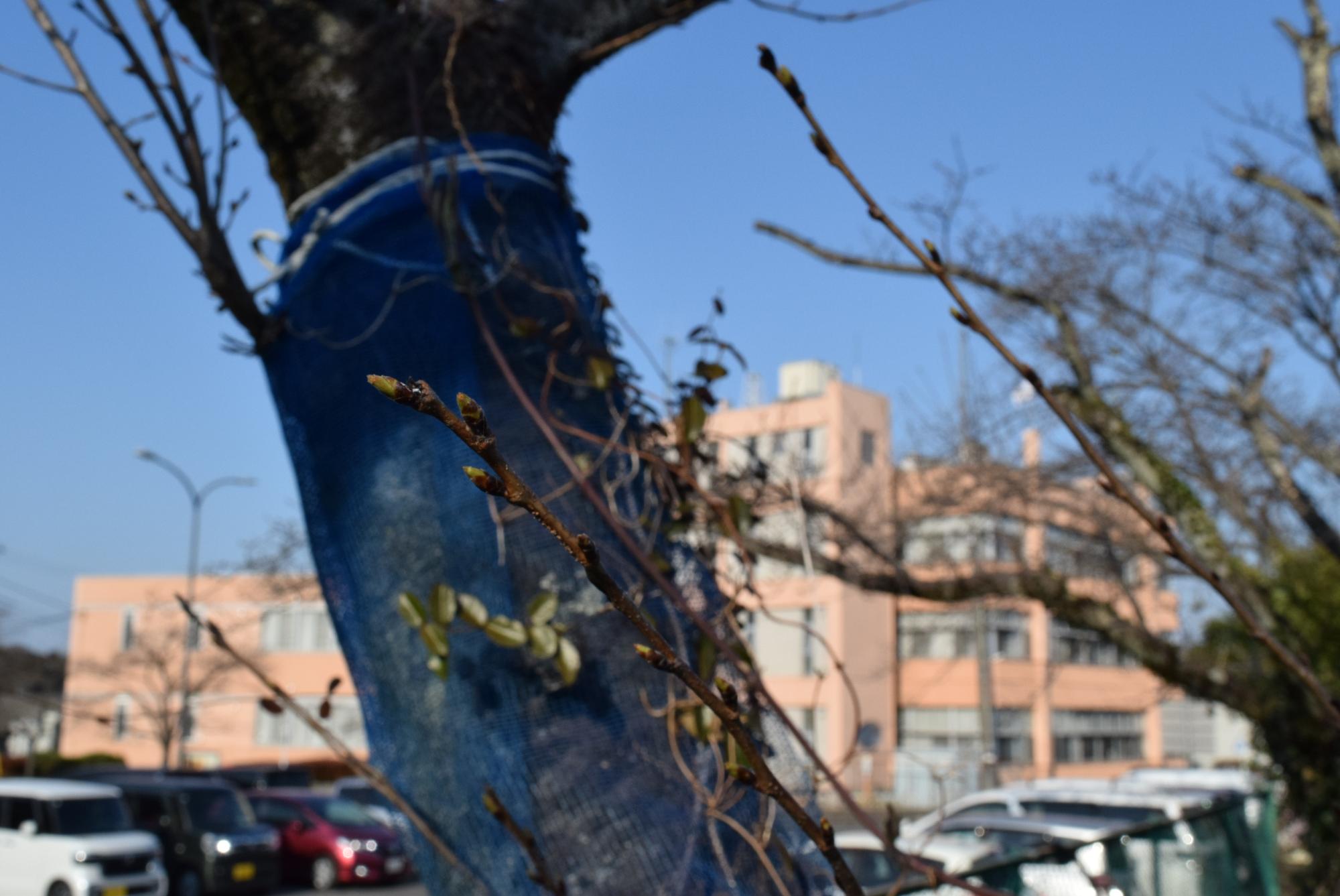 令和8年3月17日　さくらの山公園開花状況蕾