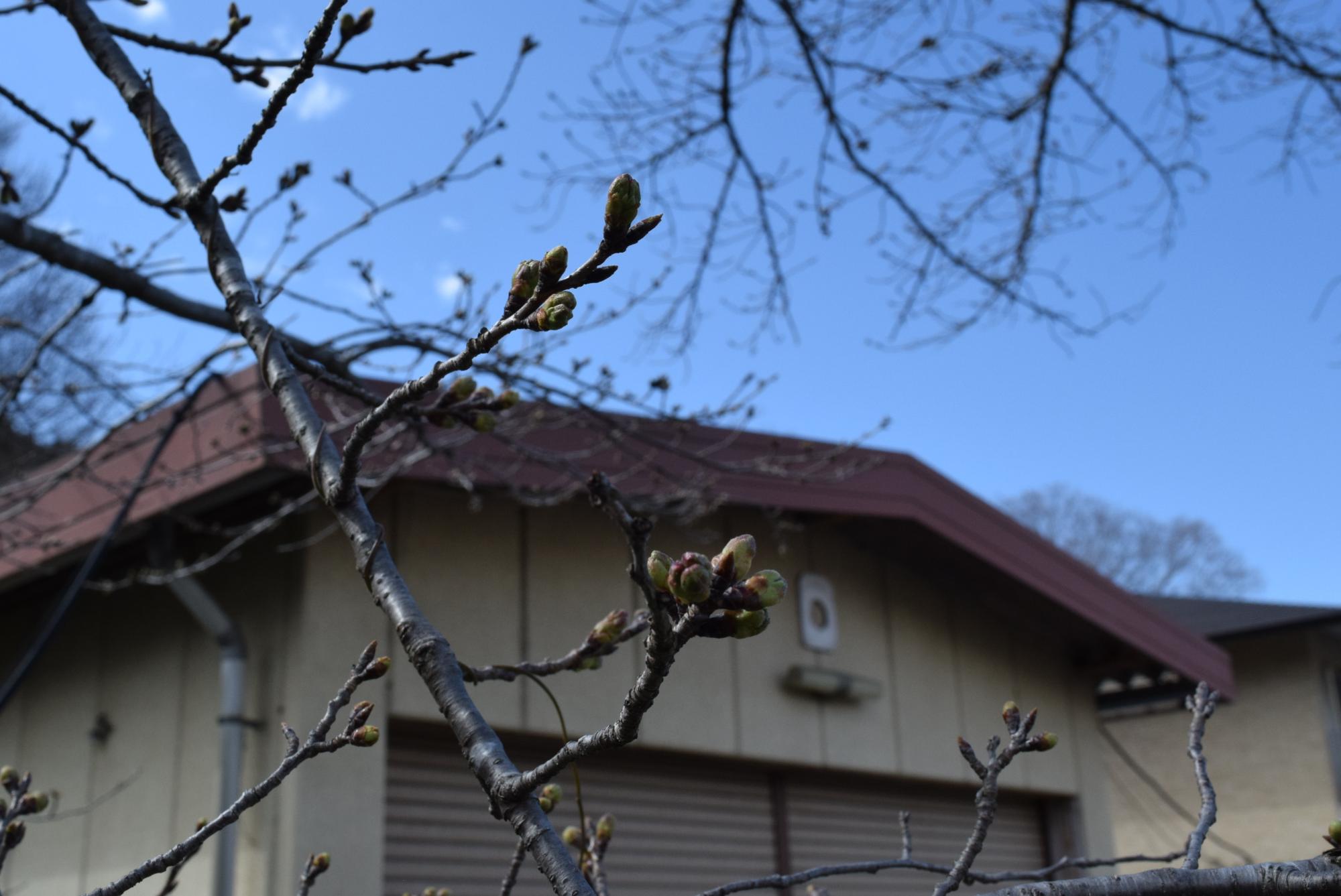 令和8年3月19日　さくらの山公園開花状況