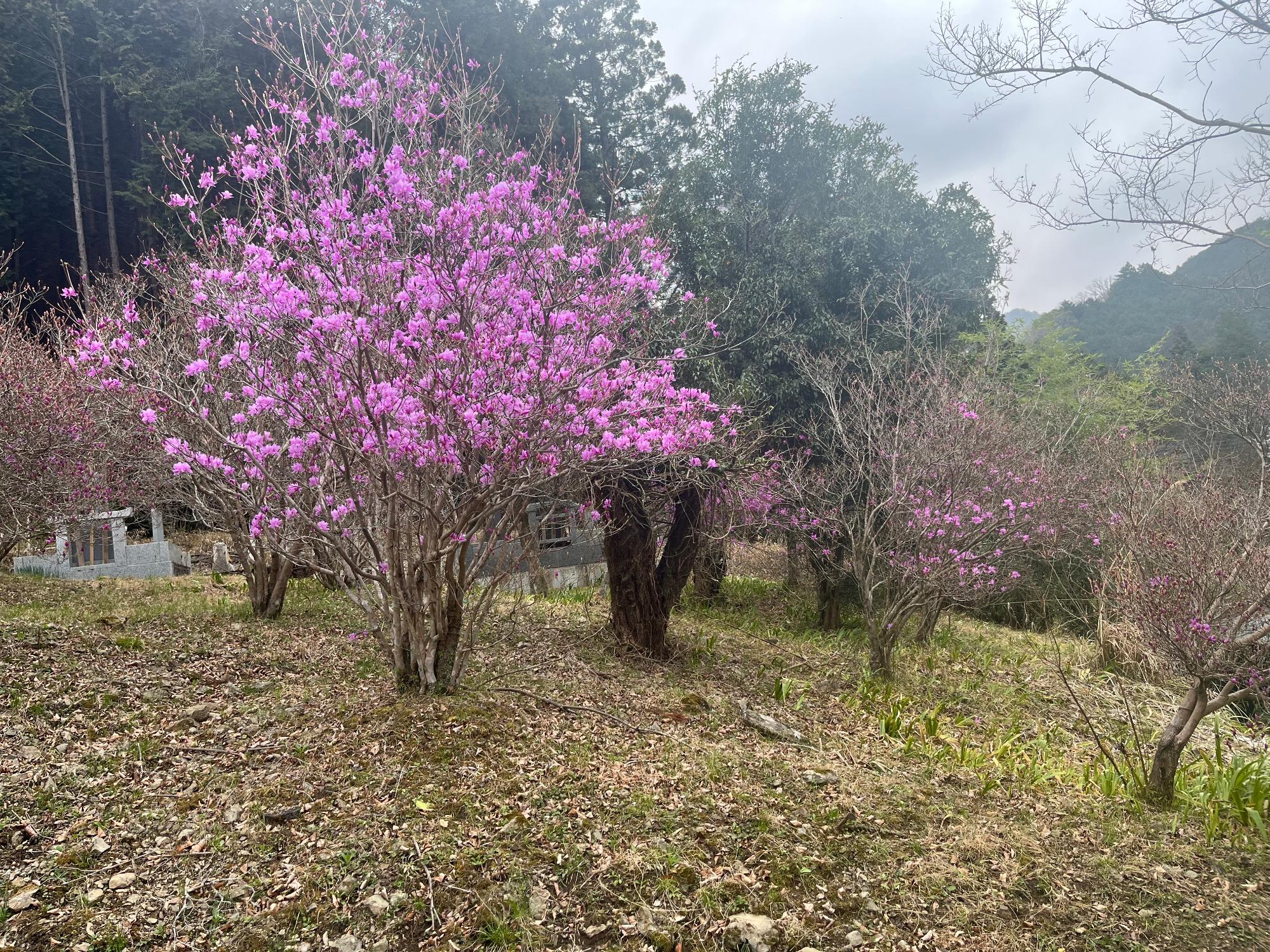 令和8年3月30日　三つ葉つつじ園開花状況