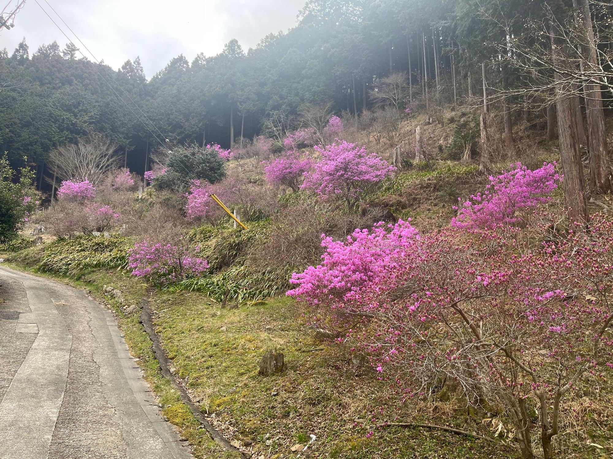 令和8年3月30日　三つ葉つつじ園開花状況2