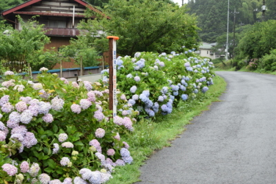 あじさい街道