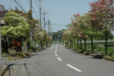 (写真)越辺川遊歩道沿いのハナミズキ