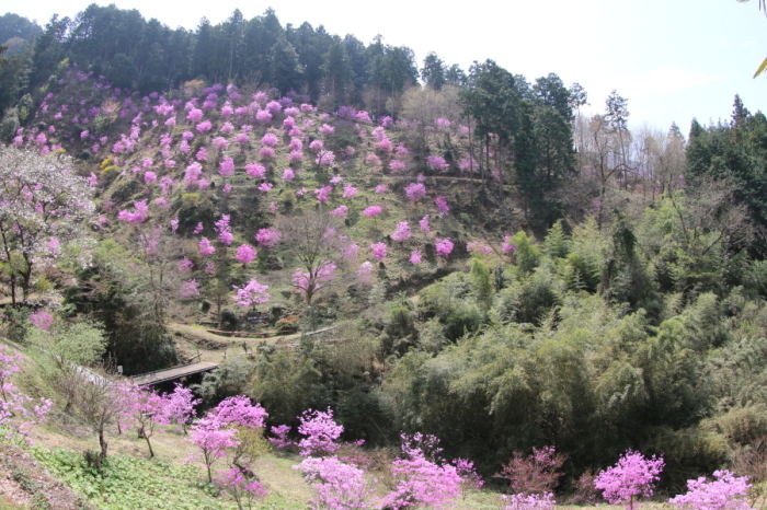 三つ葉つつじ園